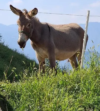 Quiete Di Montagna Sul Lago Di Iseo Apartamento Pisogne